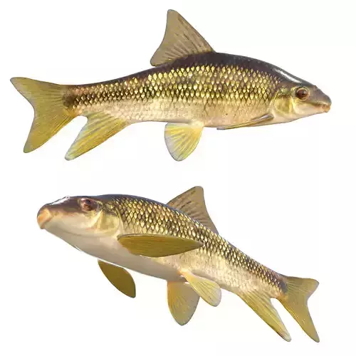 Sharpfin Chubsucker