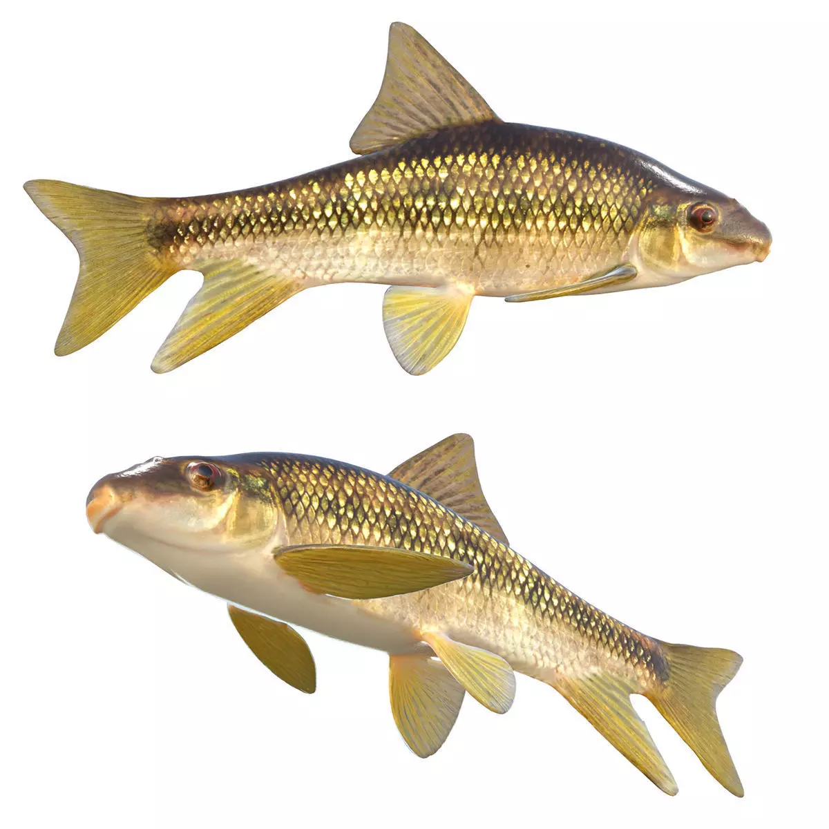 Sharpfin Chubsucker Low-poly 3D model