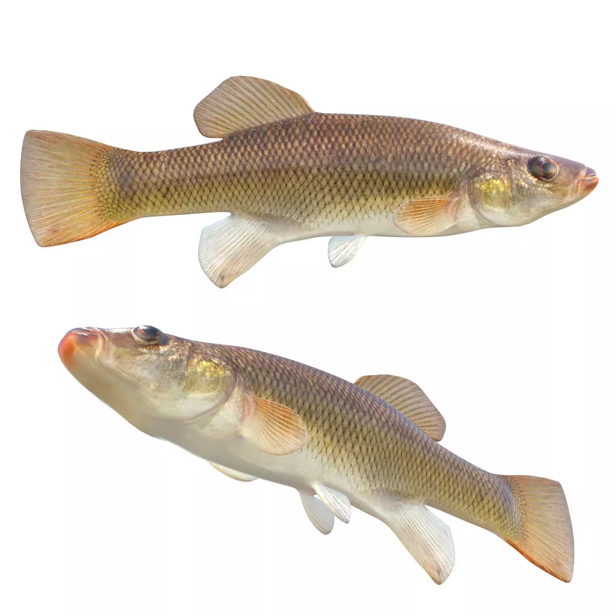 Seminole Killifish Low-poly 3D model