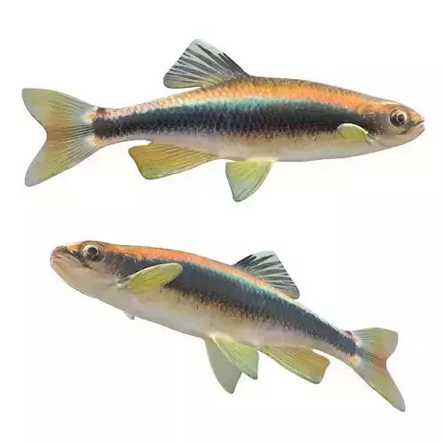 Sailfin Shiner
