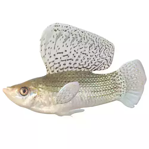 Sailfin Molly