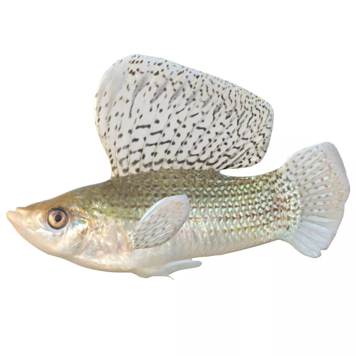 Sailfin Molly Low-poly 3D model