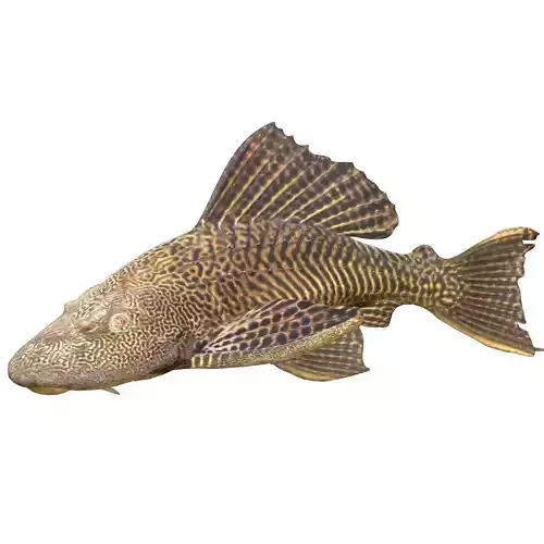 Sailfin Catfishes