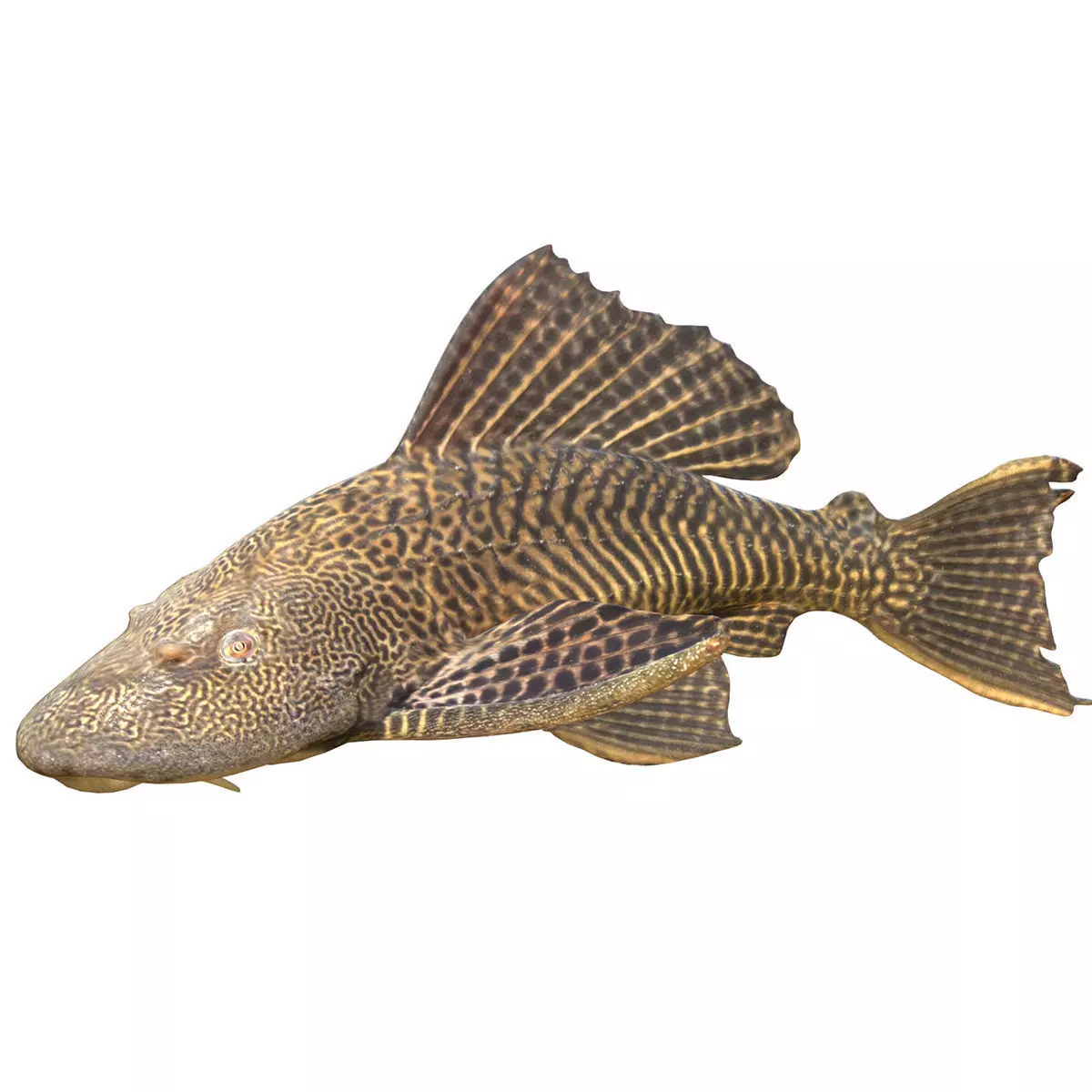 Sailfin Catfishes Low-poly 3D model