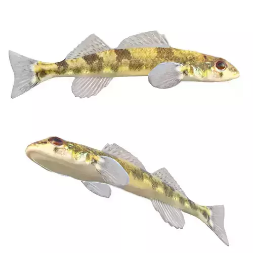 Saddleback Darter