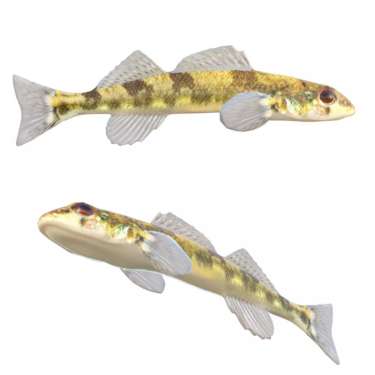 Saddleback Darter Low-poly 3D model