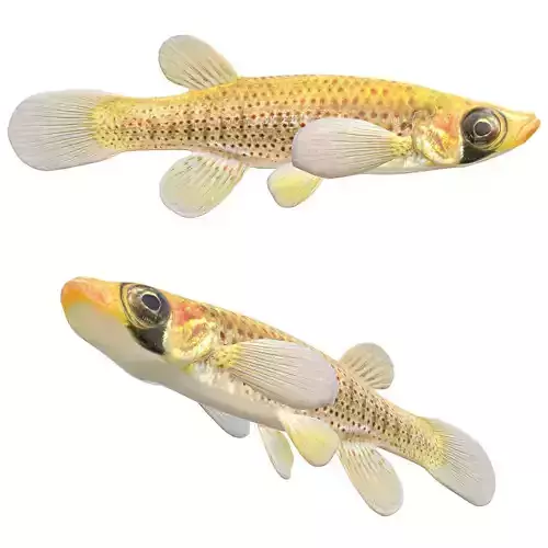Russetfin Topminnow