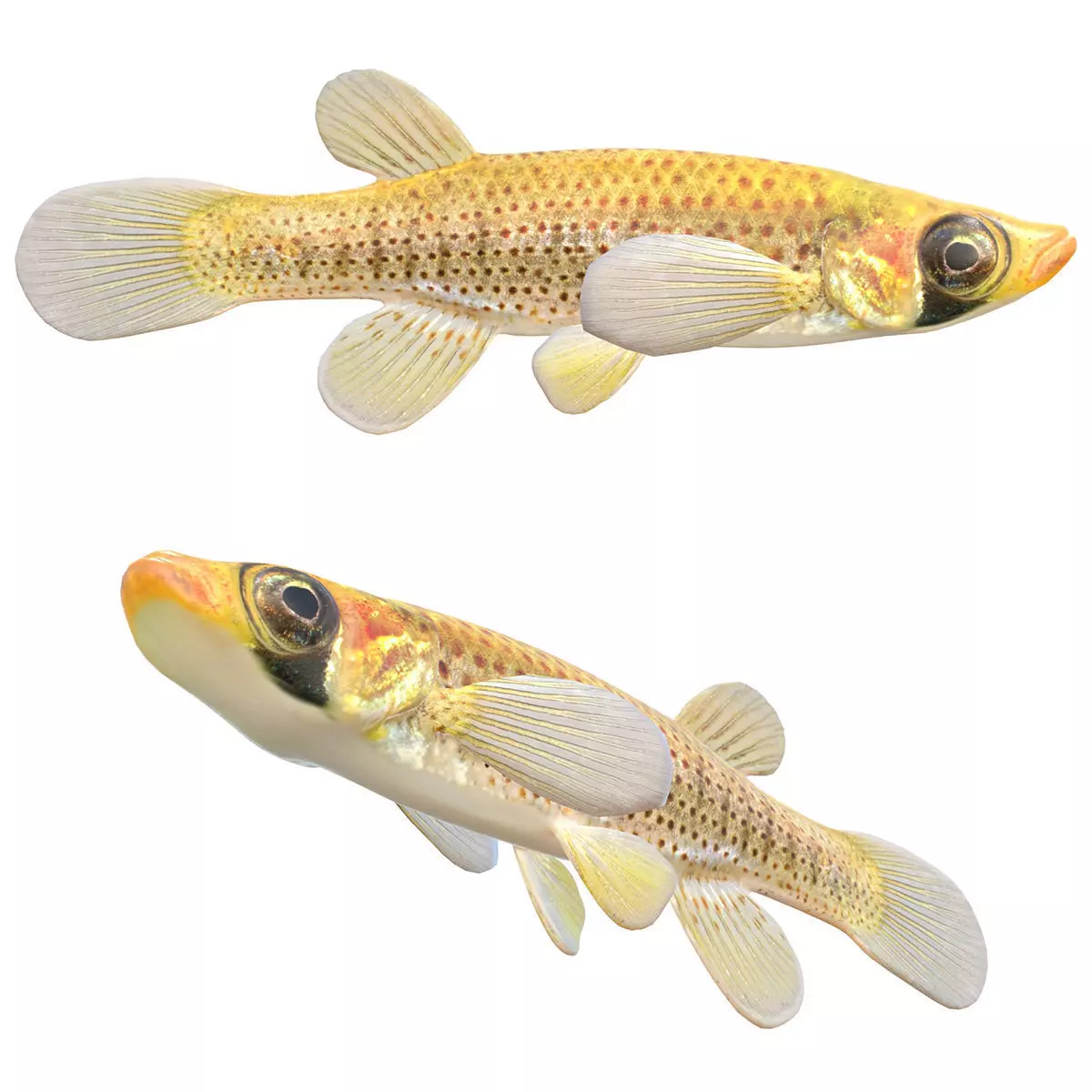 Russetfin Topminnow Low-poly 3D model