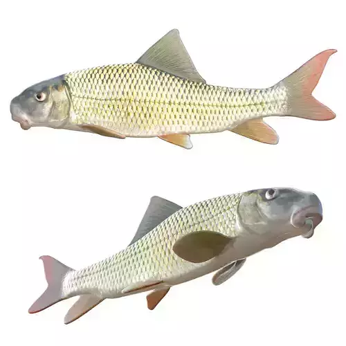 River Redhorse
