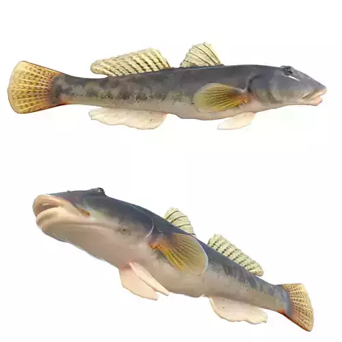 River Goby
