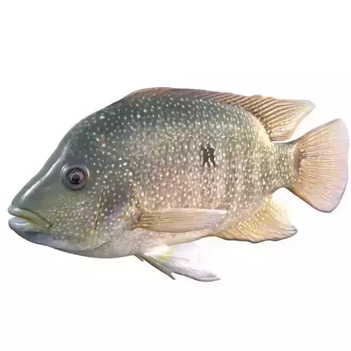 Rio Grande Cichlid