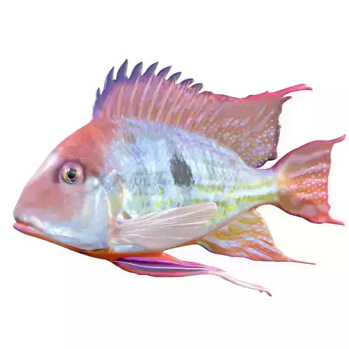 Redstriped Eartheater
