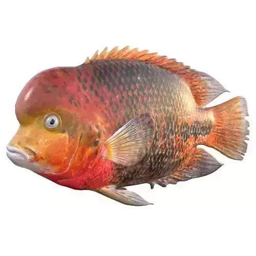 Redhead Cichlid