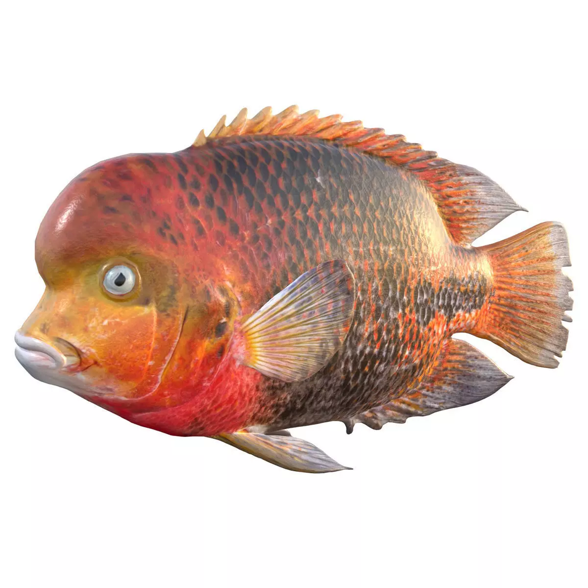 Redhead Cichlid Low-poly 3D model