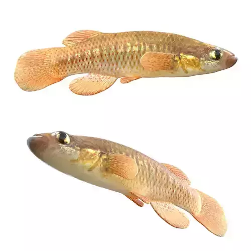 Redface Topminnow