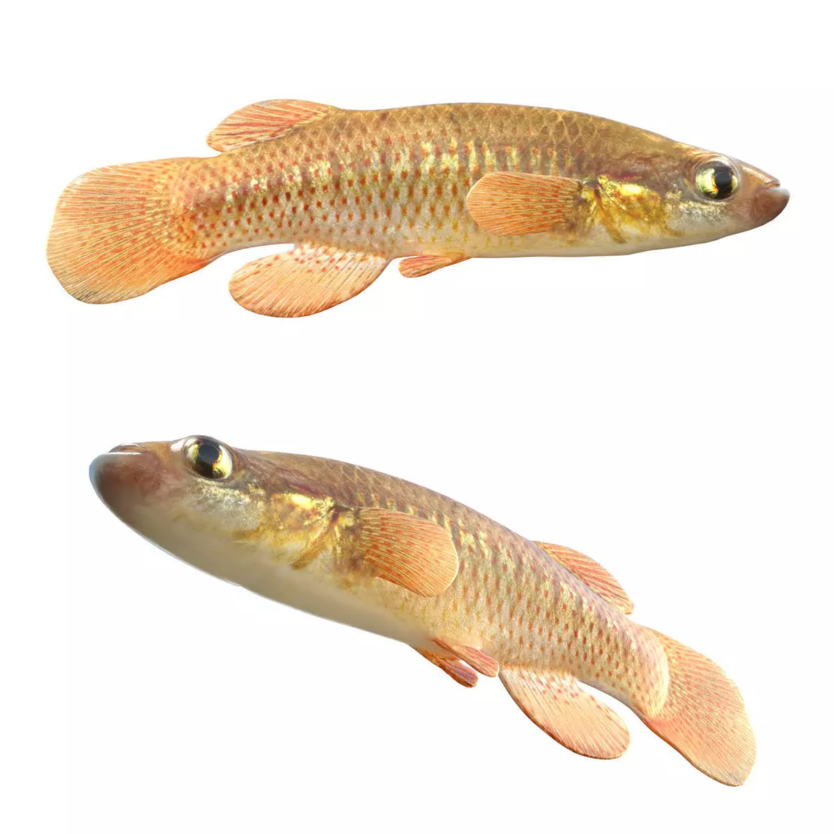 Redface Topminnow Low-poly 3D model
