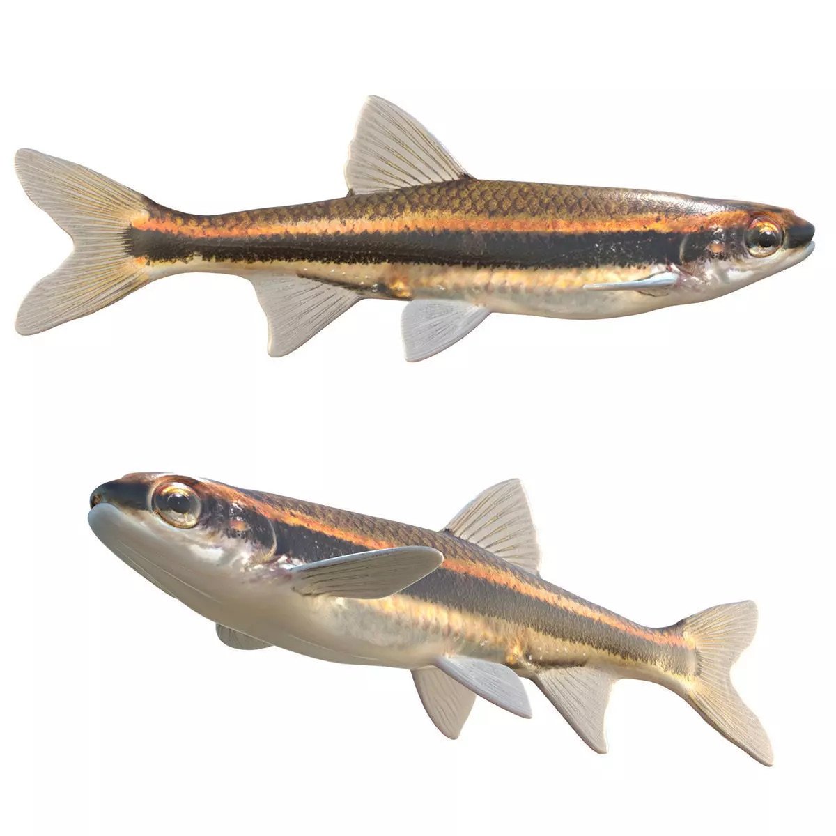 Redeye Chub Low-poly 3D model