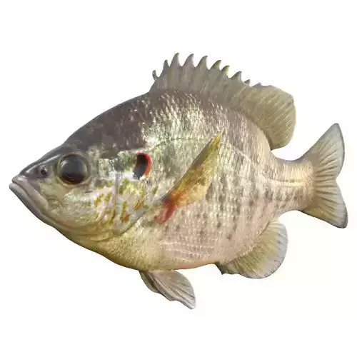 Redear Sunfish