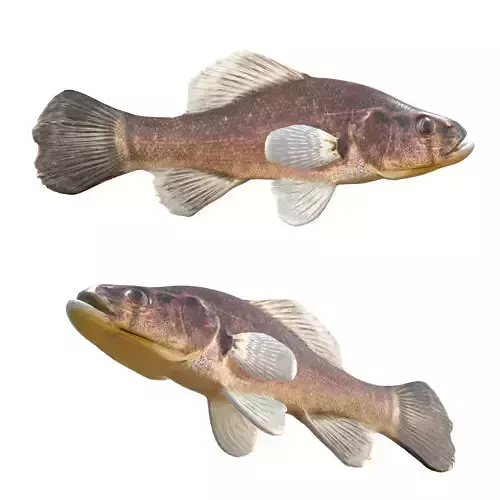 Pirate Perch