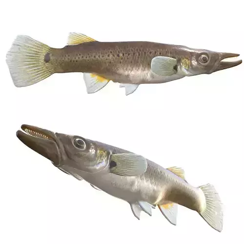 Pike Killifish