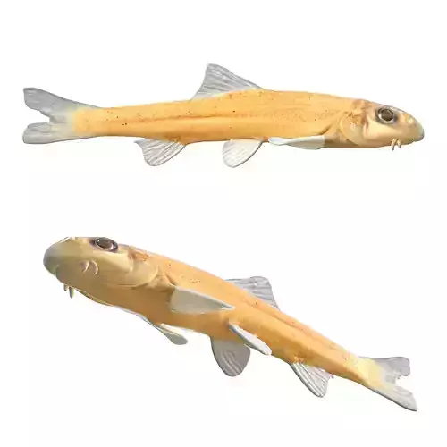 Pallid Chub