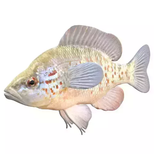 Orangespotted Sunfish