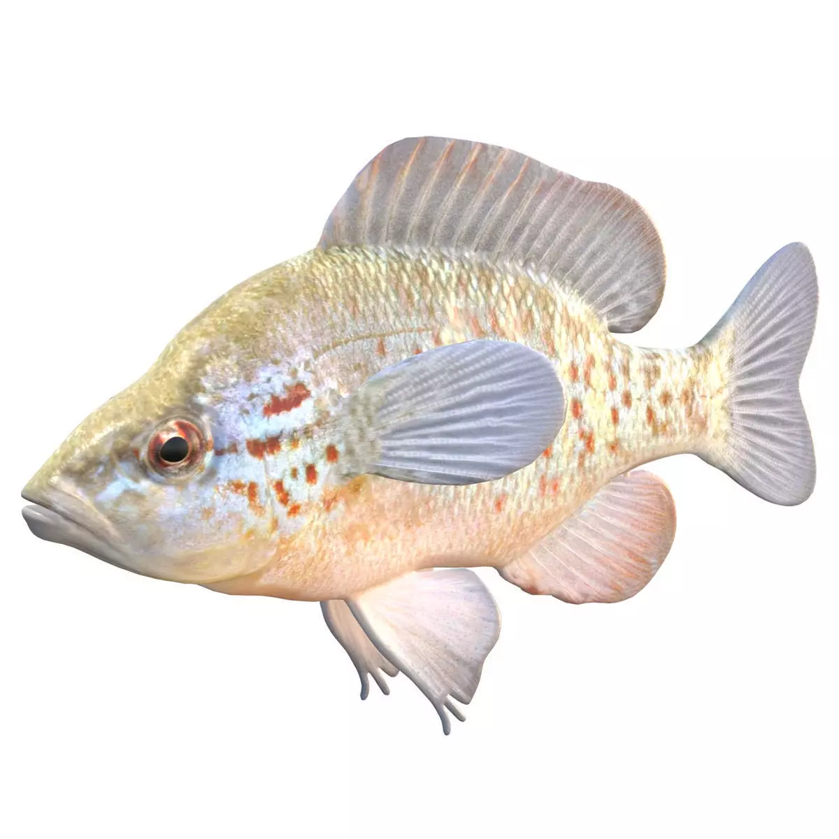 Orangespotted Sunfish Low-poly 3D model