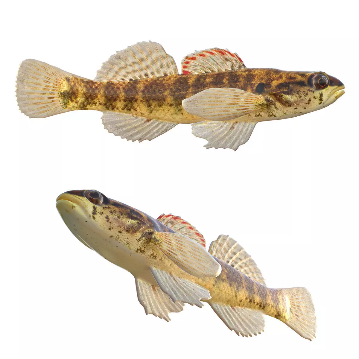 Okaloosa Darter Low-poly 3D model