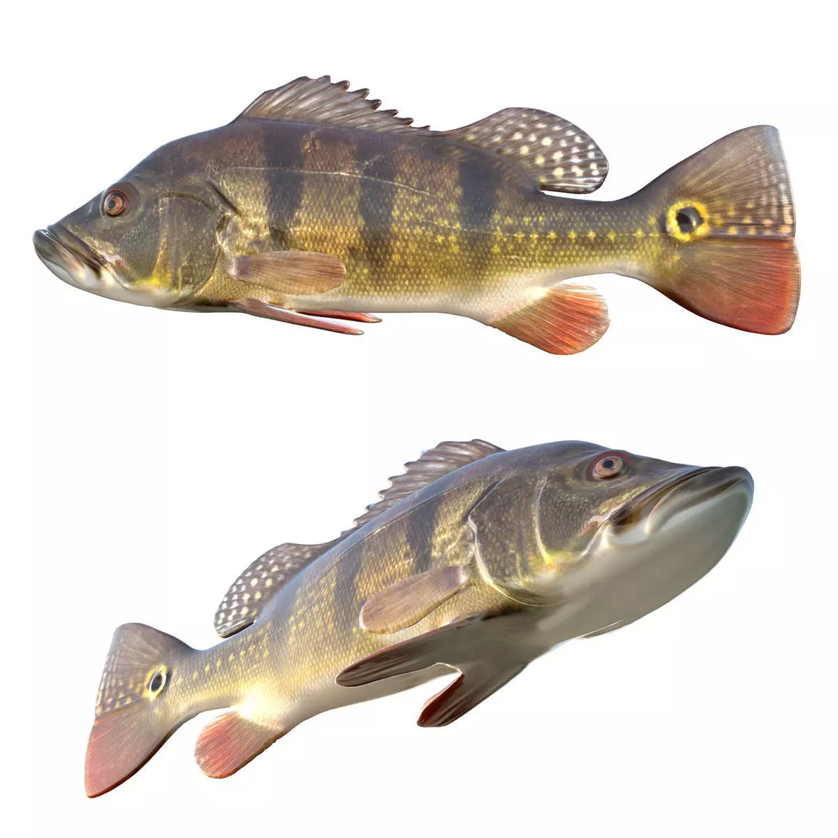 Butterfly Peacock Bass Low-poly 3D model