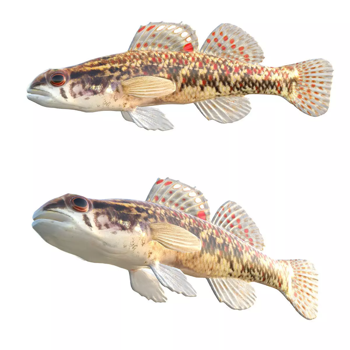 Brown Darter Low-poly 3D model