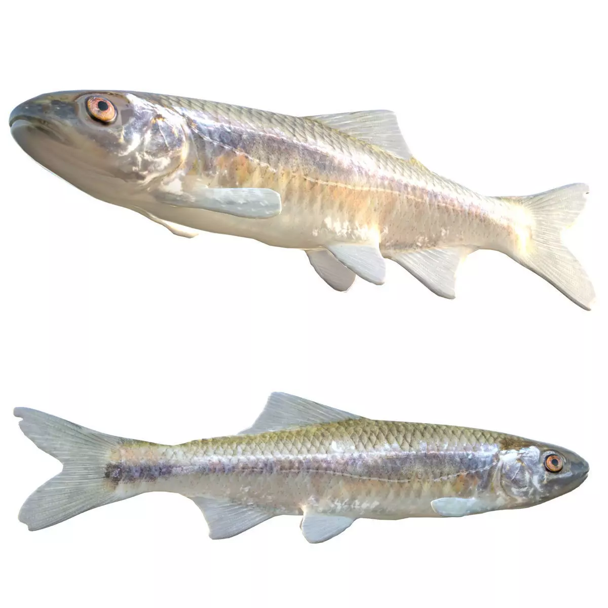 Bluestripe Shiner Low-poly 3D model