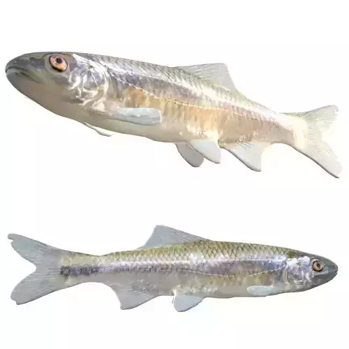 Bluestripe Shiner