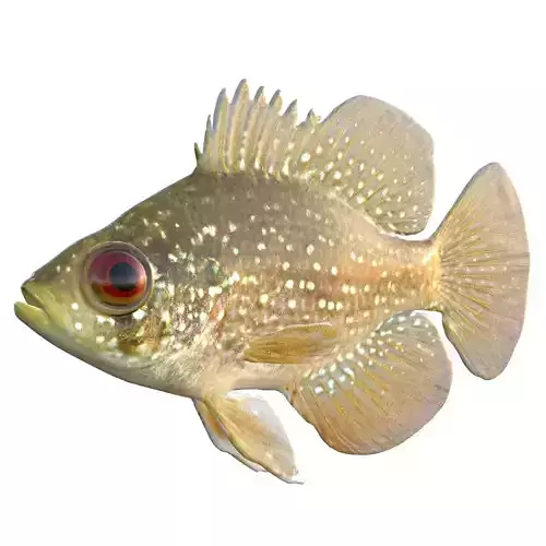 Bluespotted Sunfish
