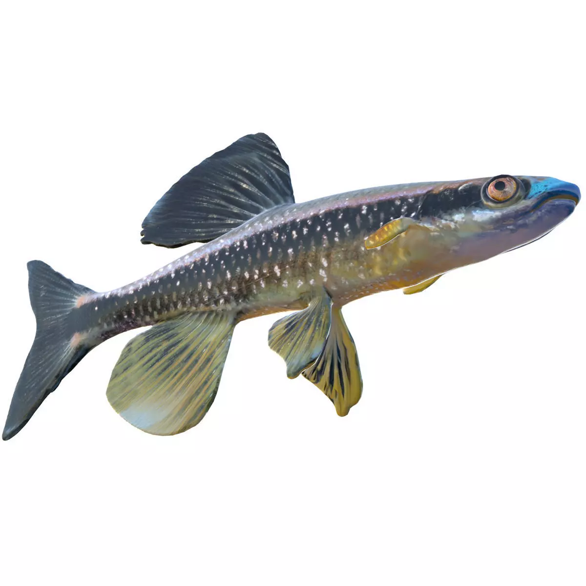 Bluenose Shiner Low-poly 3D model
