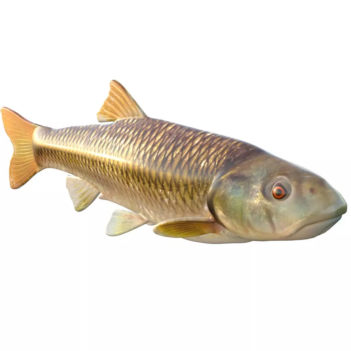 Bluehead Chub Low-poly 3D model