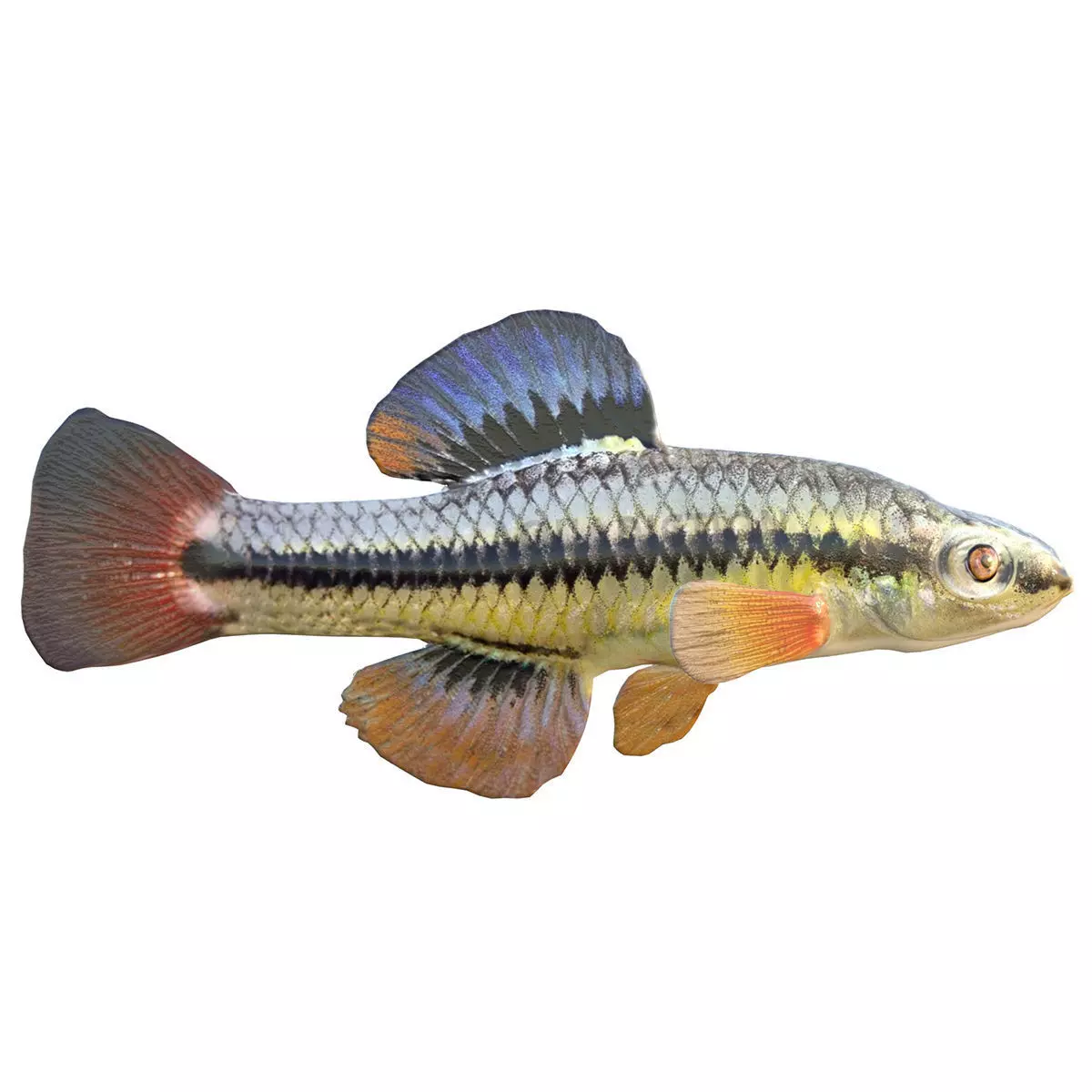 Bluefin Killifish Low-poly 3D model
