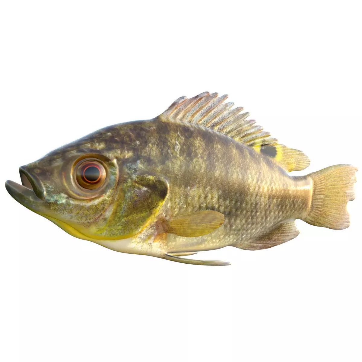Blue Tilapia Low-poly 3D model