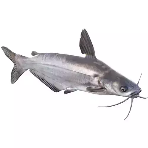 Blue Catfish