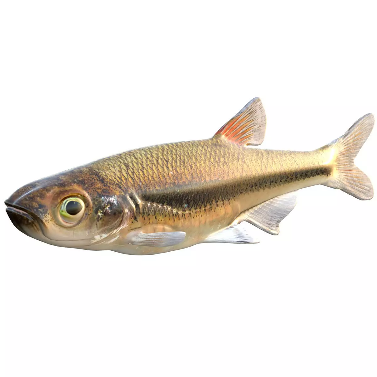 Blacktip Shiner Low-poly 3D model