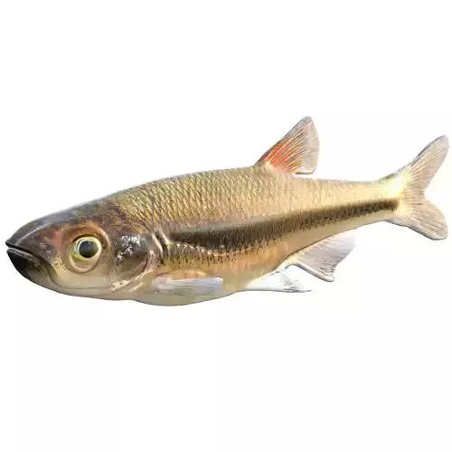 Blacktip Shiner