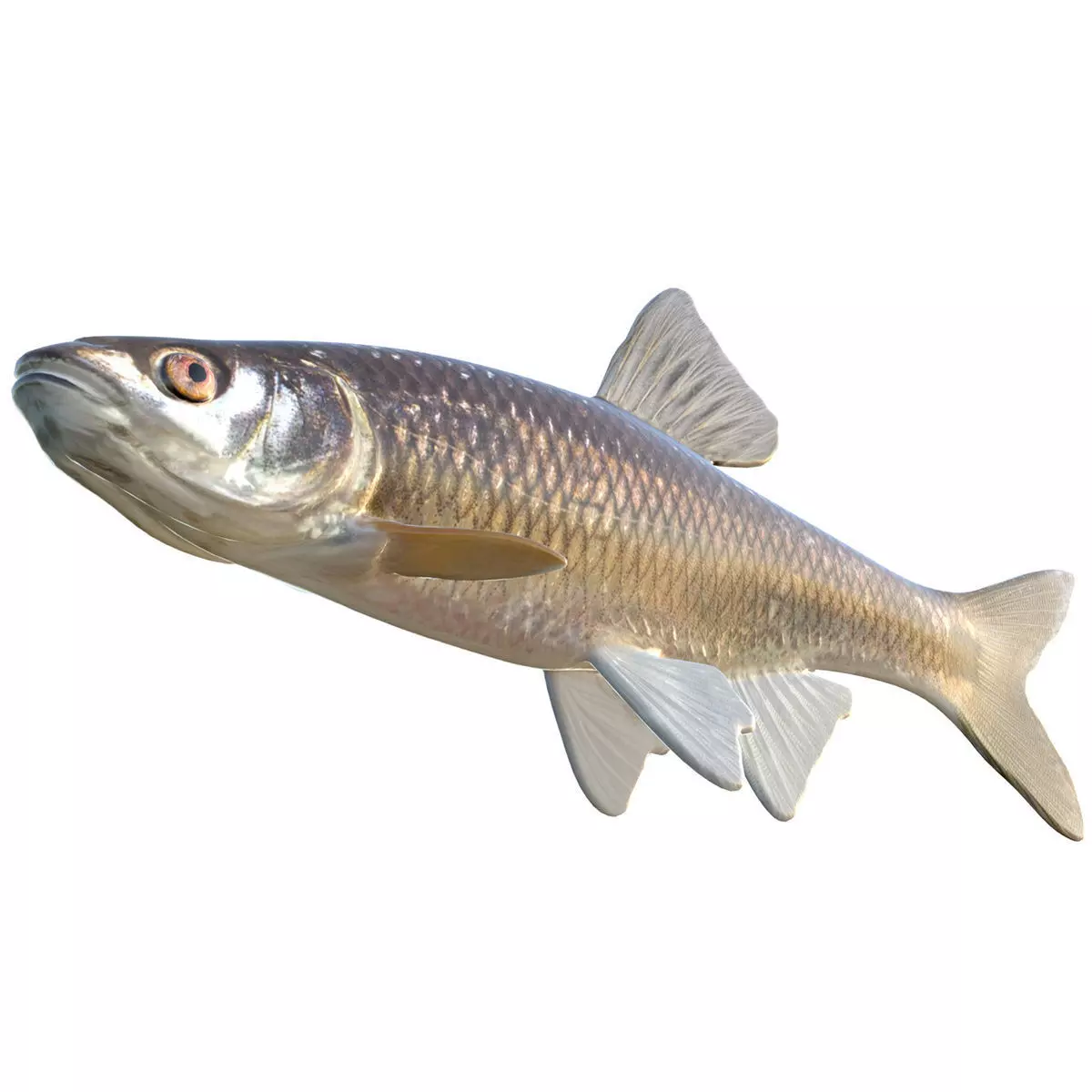 Blacktail Shiner Low-poly 3D model