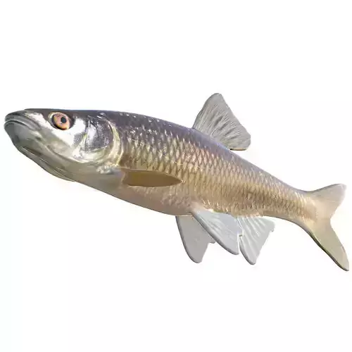 Blacktail Shiner