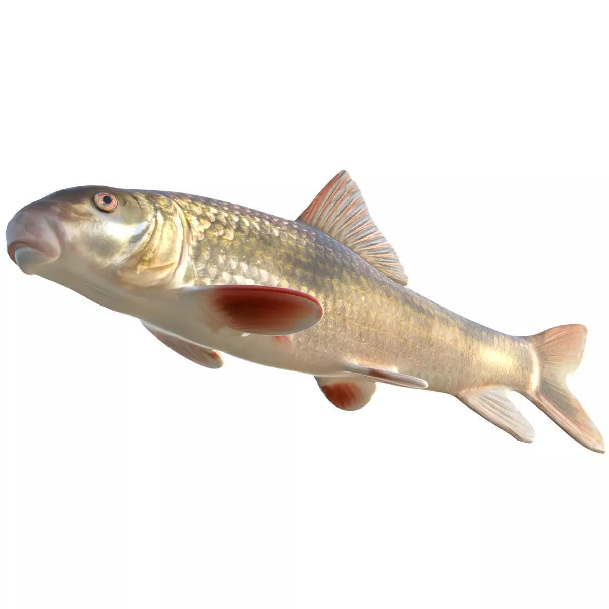 Blacktail Redhorse Low-poly 3D model