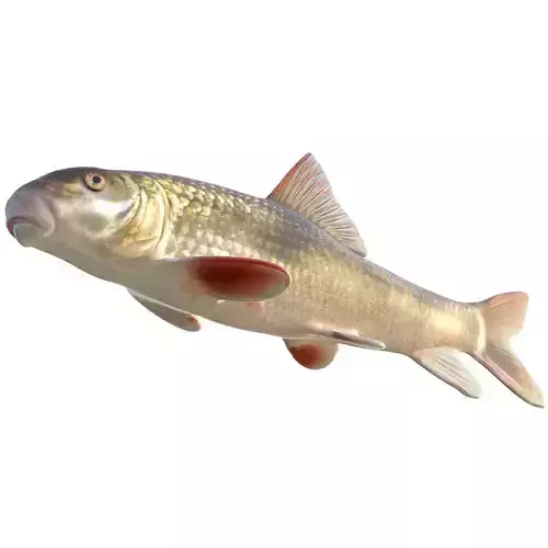Blacktail Redhorse