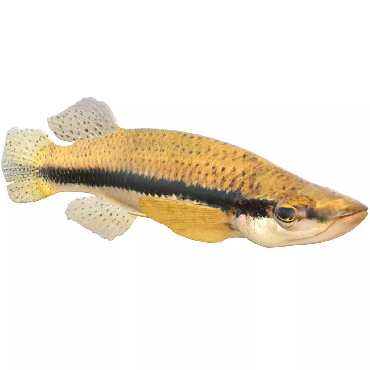 Blackspotted Topminnow Low-poly 3D model