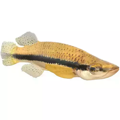 Blackspotted Topminnow