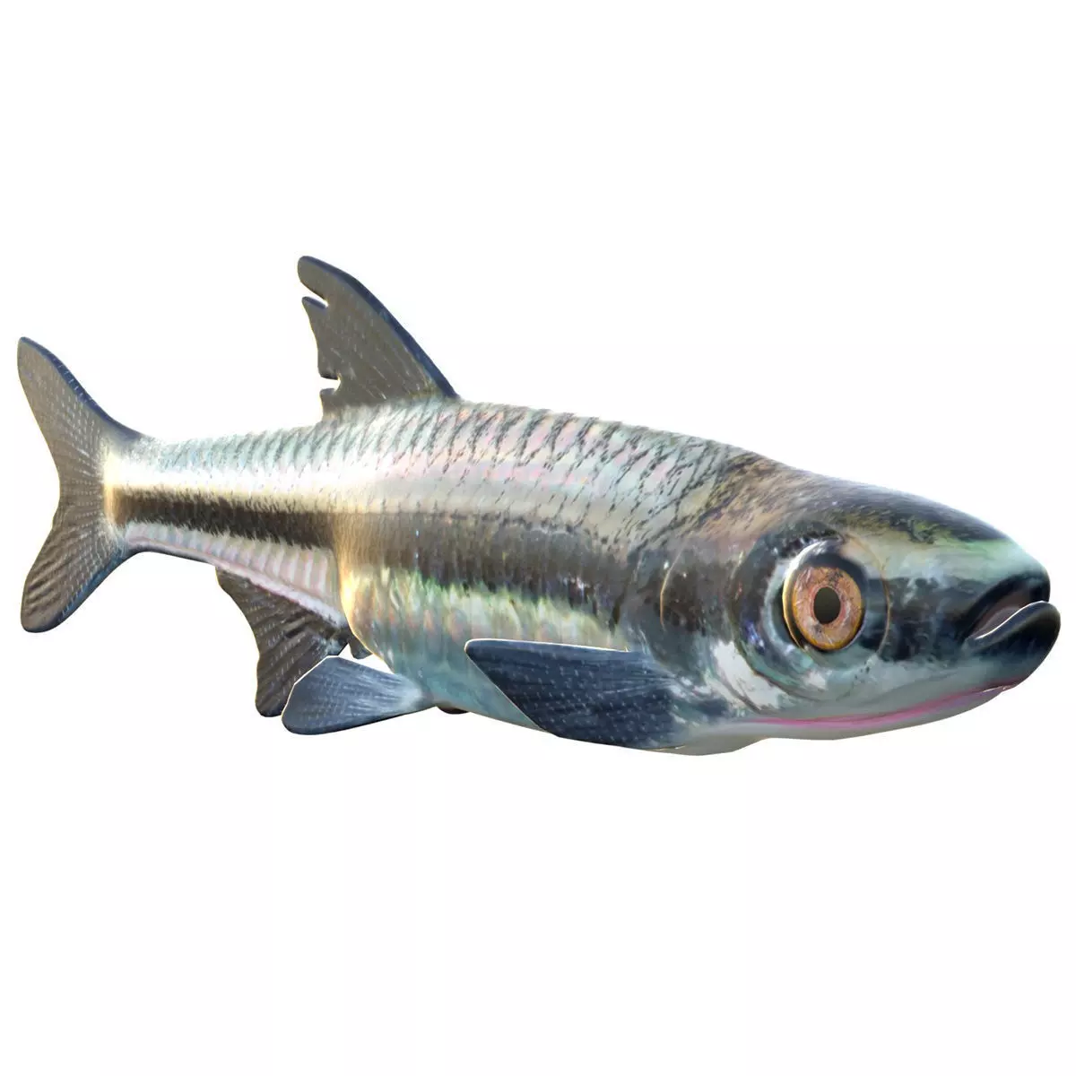 Blackmouth Shiner Low-poly 3D model