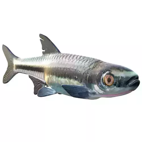 Blackmouth Shiner