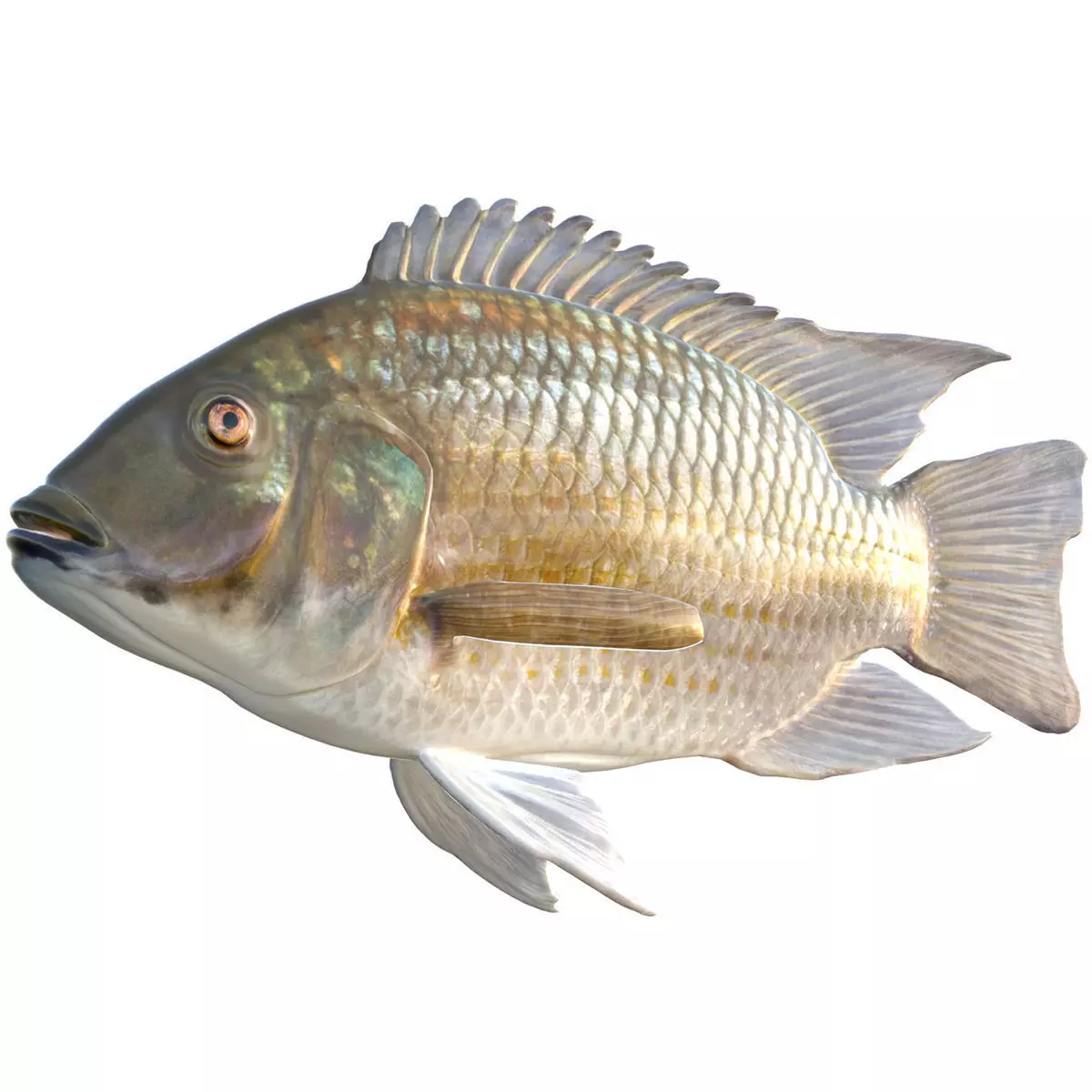 Blackchin Tilapia Low-poly 3D model