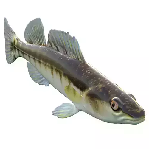 Blackbanded Darter